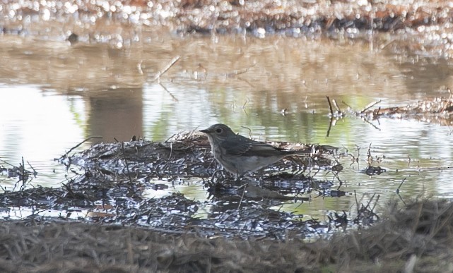 Бөртөт намнаахай - ML644650224