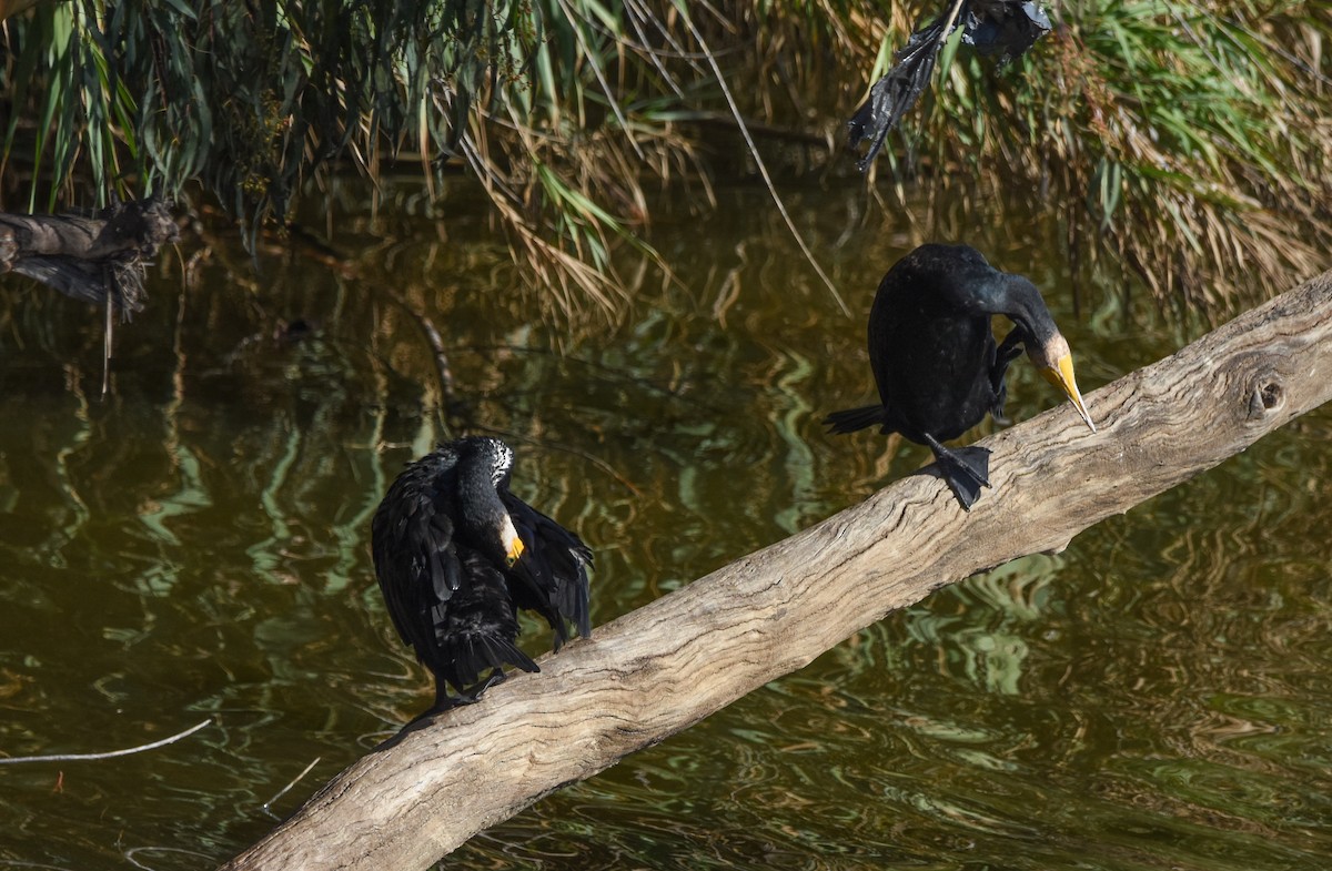 Great Cormorant - ML644650225