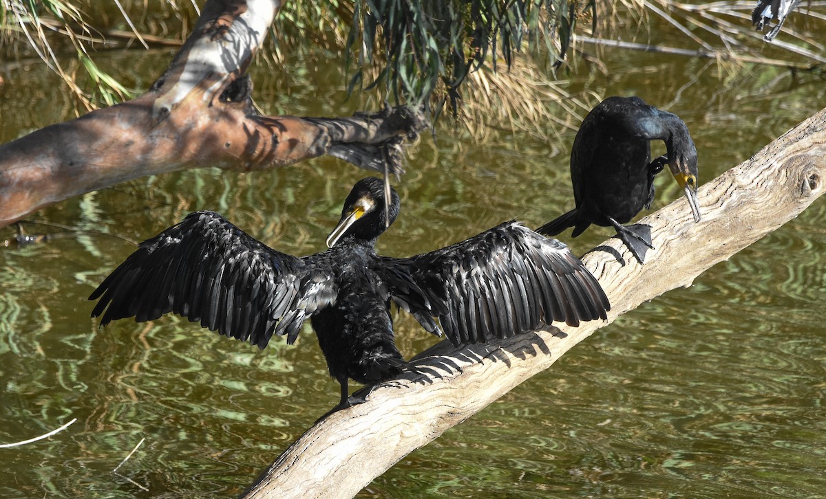 Great Cormorant - ML644650226