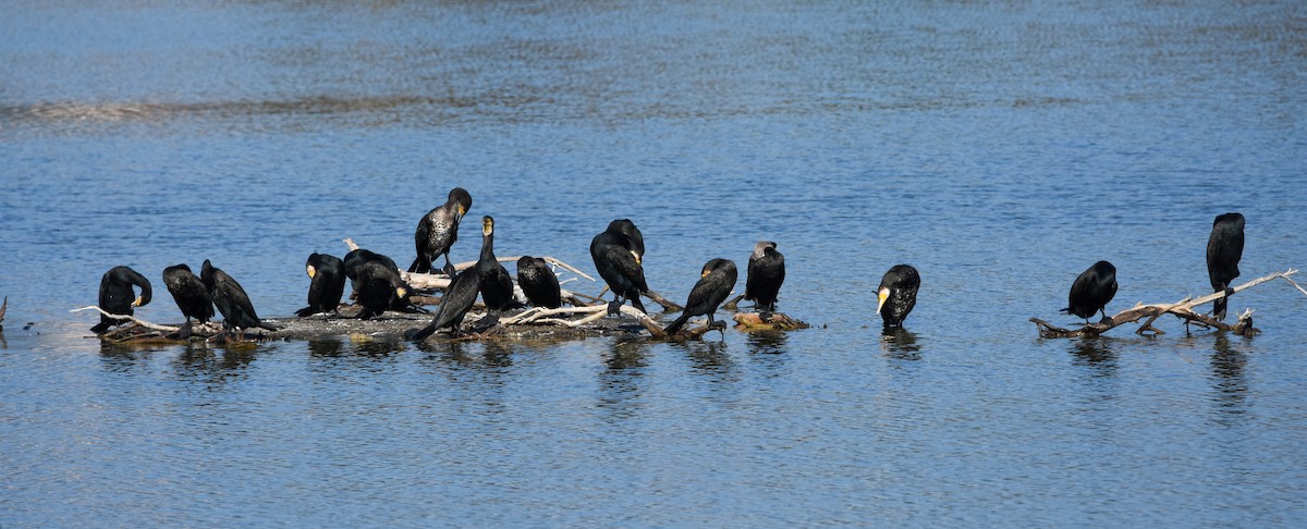 Great Cormorant - ML644650227