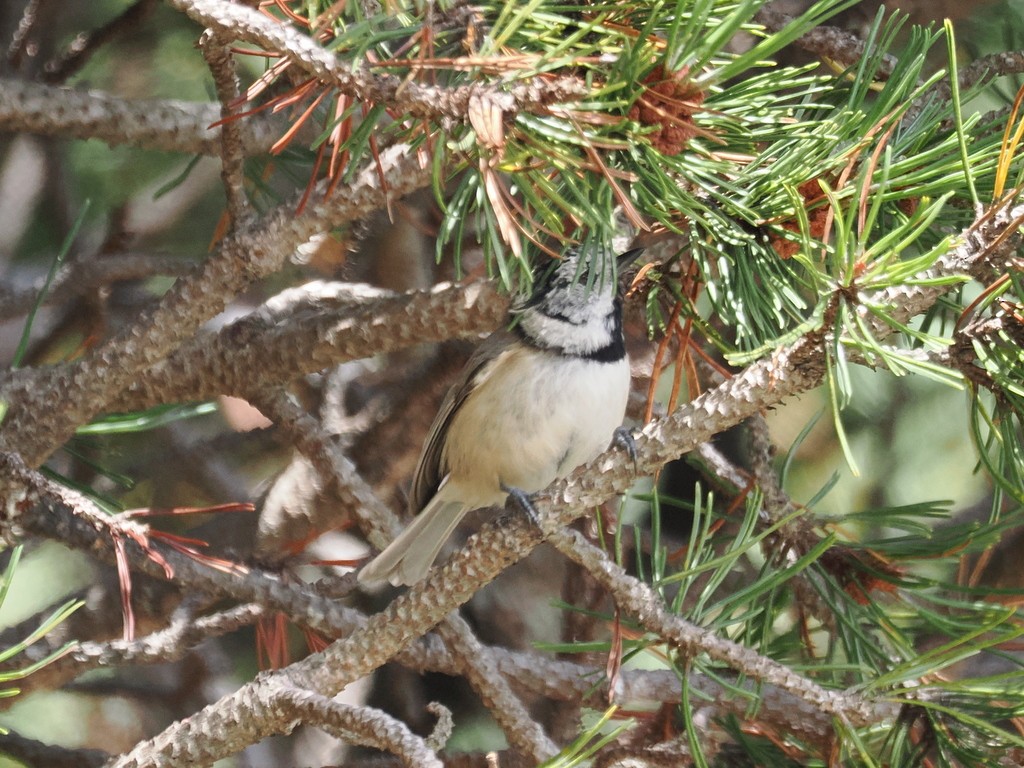 Crested Tit - ML644650236