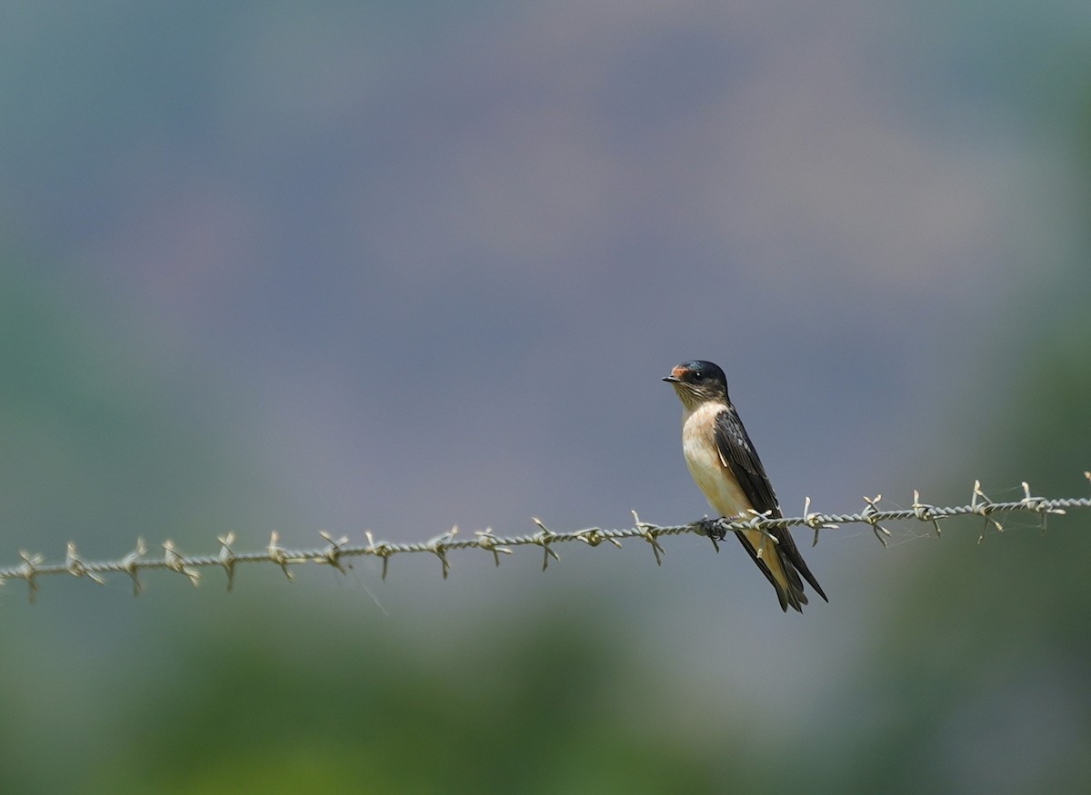 Ясківка лісова - ML644650238