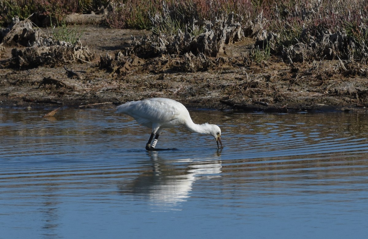 Eurasian Spoonbill - ML644650239