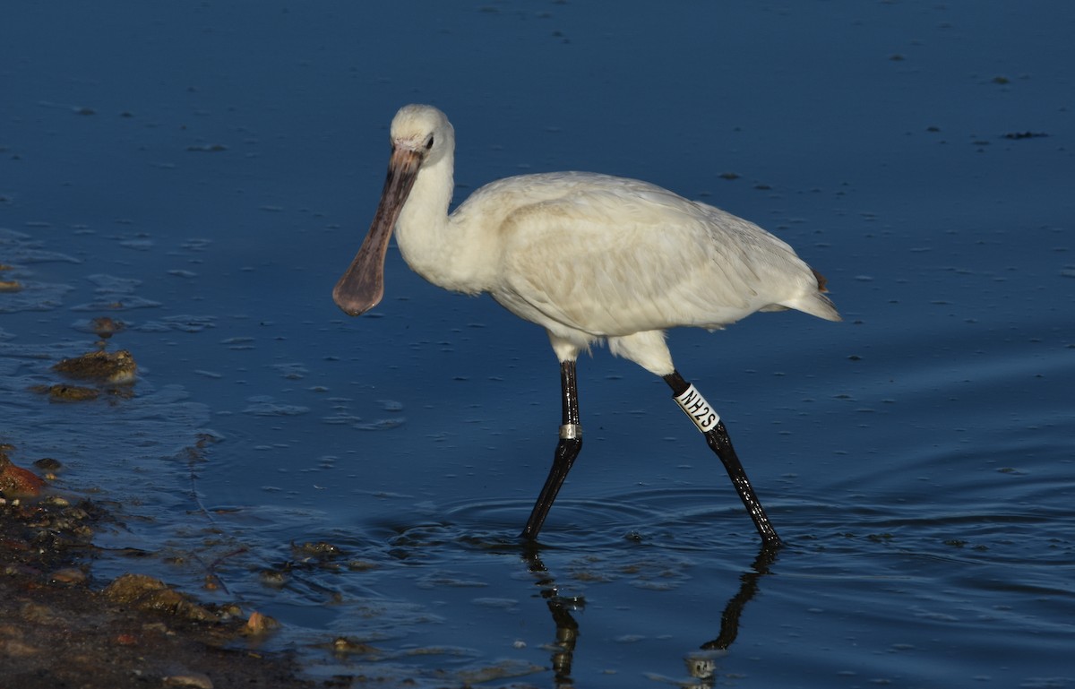 Eurasian Spoonbill - ML644650240