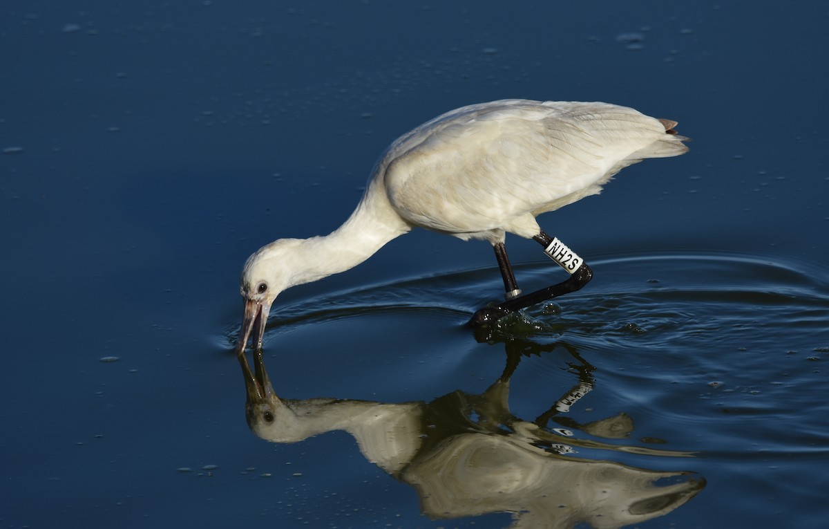 Eurasian Spoonbill - ML644650245