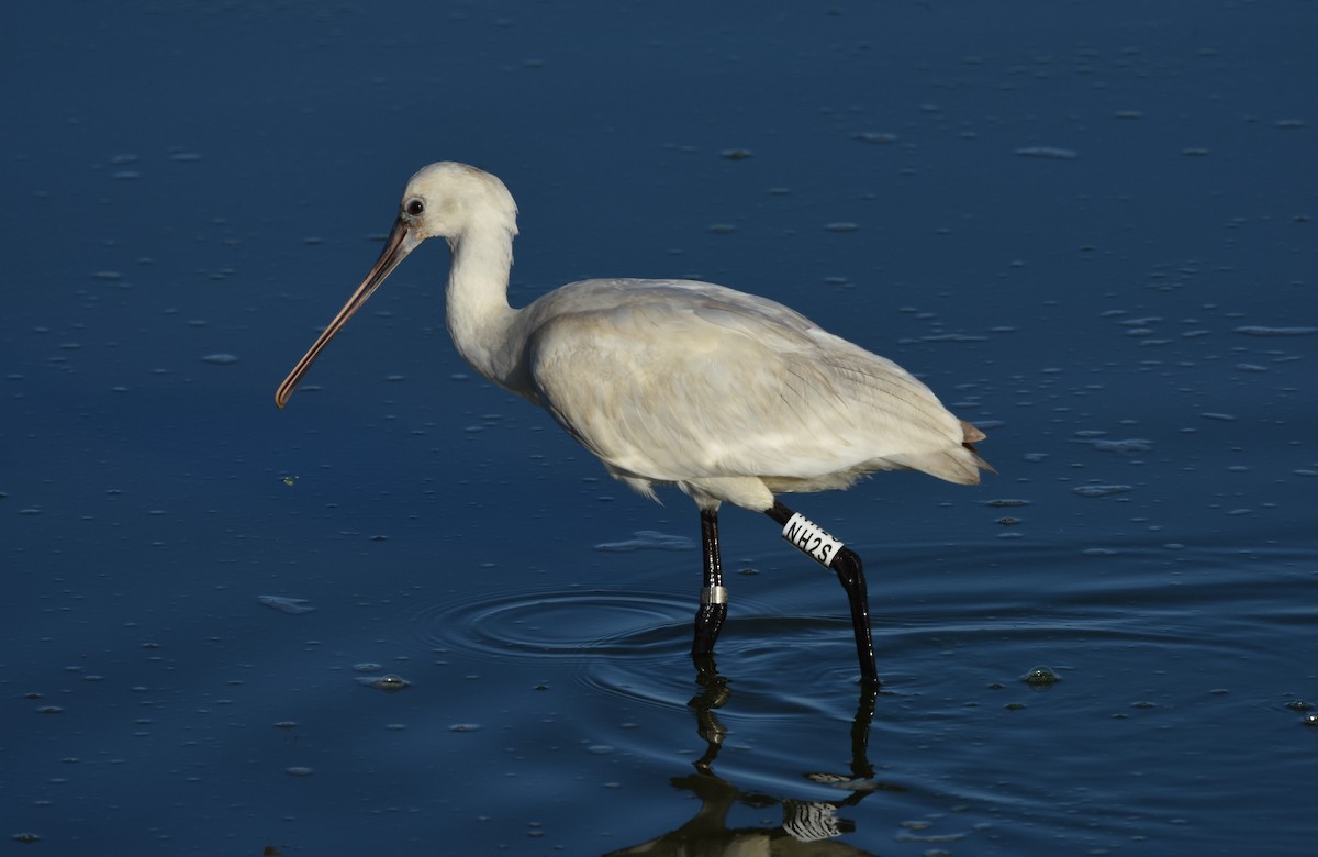 Eurasian Spoonbill - ML644650246