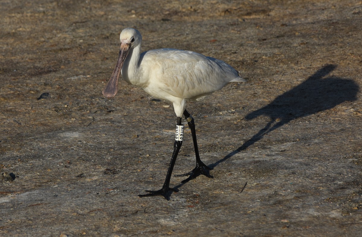 Eurasian Spoonbill - ML644650249