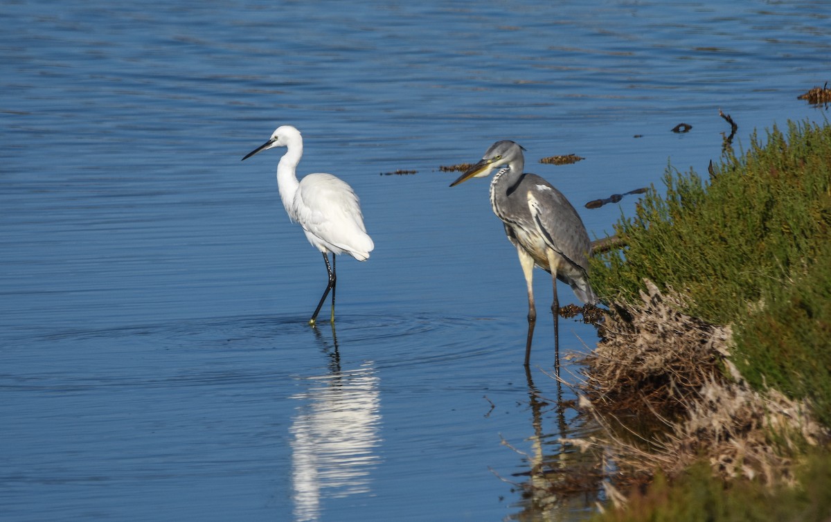 Little Egret - ML644650259