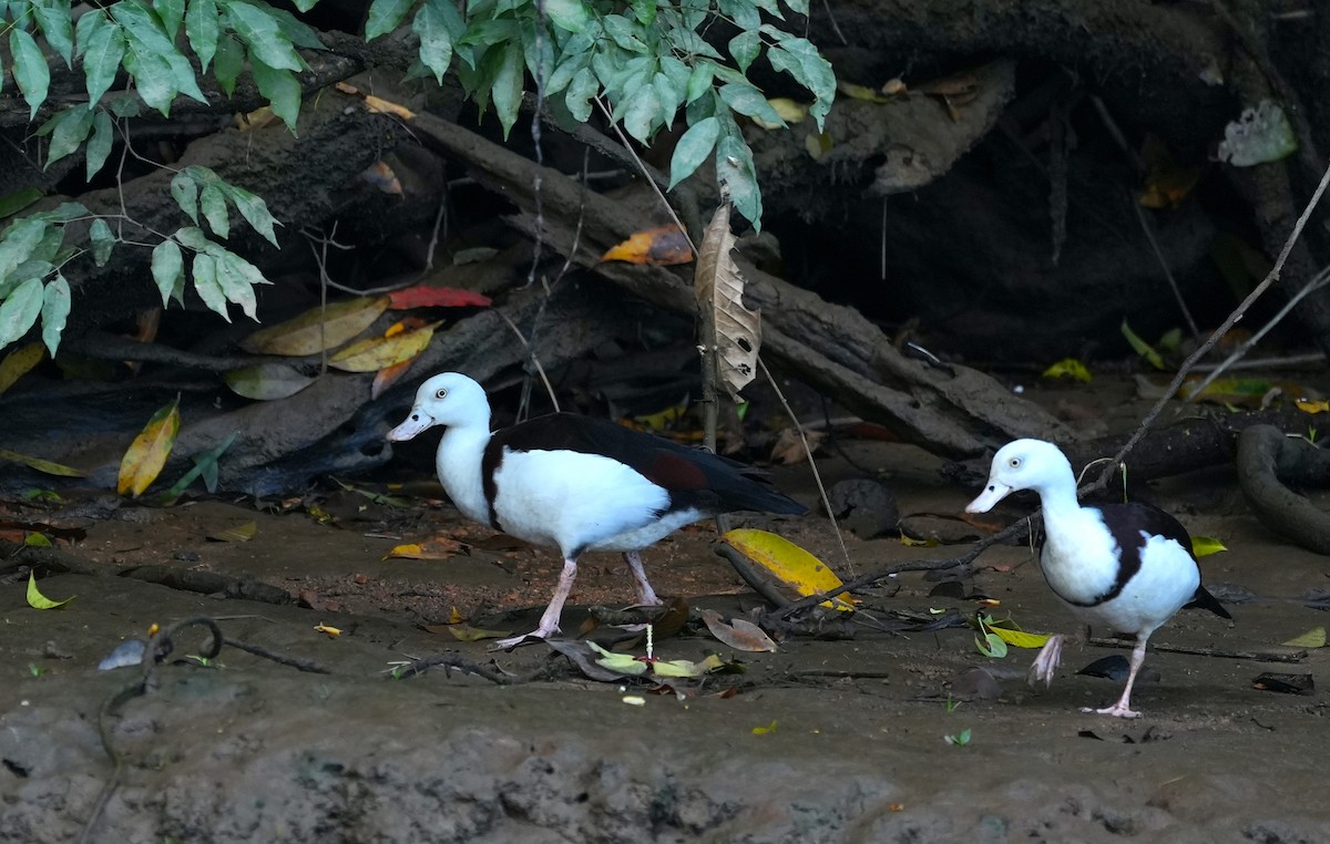 Radjah Shelduck - ML644650260
