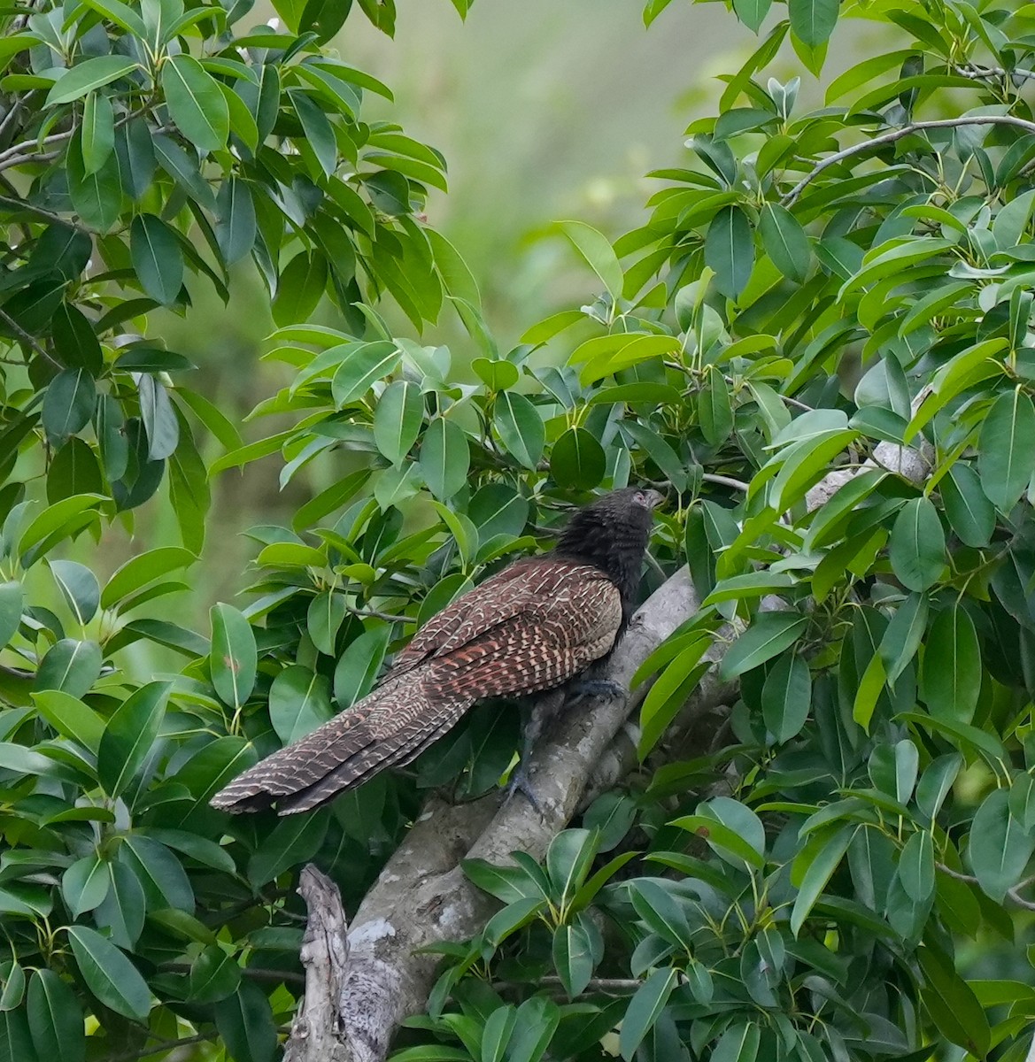 Pheasant Coucal - ML644650263