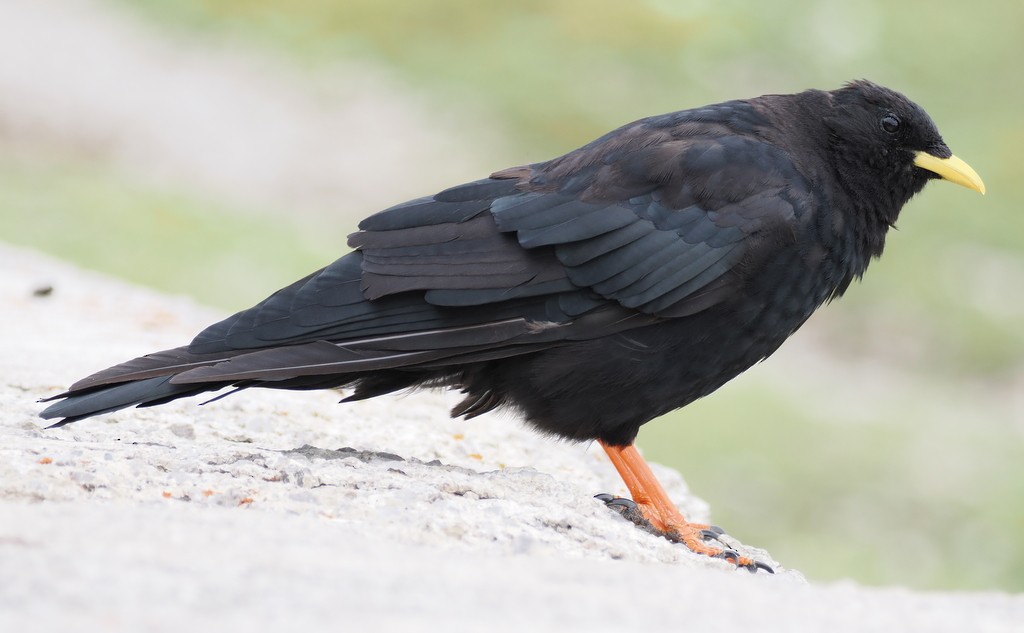 Yellow-billed Chough - ML644650264
