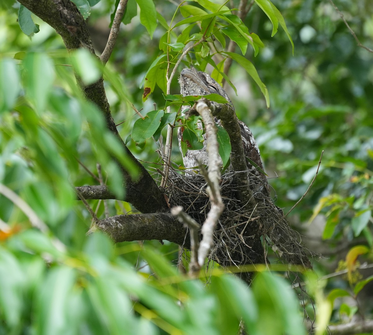Papuan Frogmouth - ML644650267