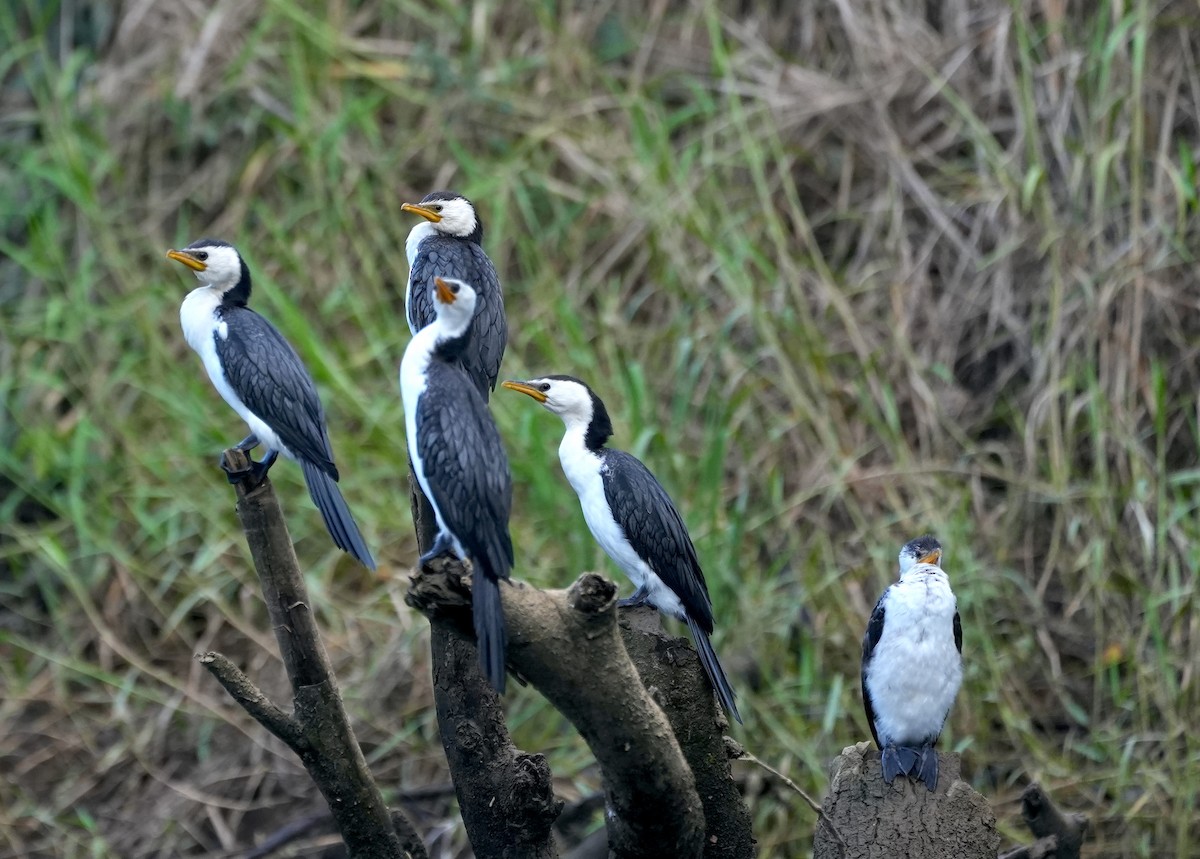 Little Pied Cormorant - ML644650274
