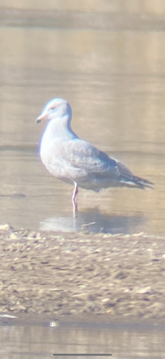 Gabbiano d'Islanda - ML644650278