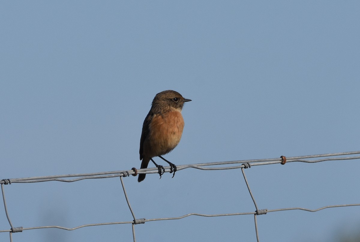 Трав'янка чорноголова - ML644650279