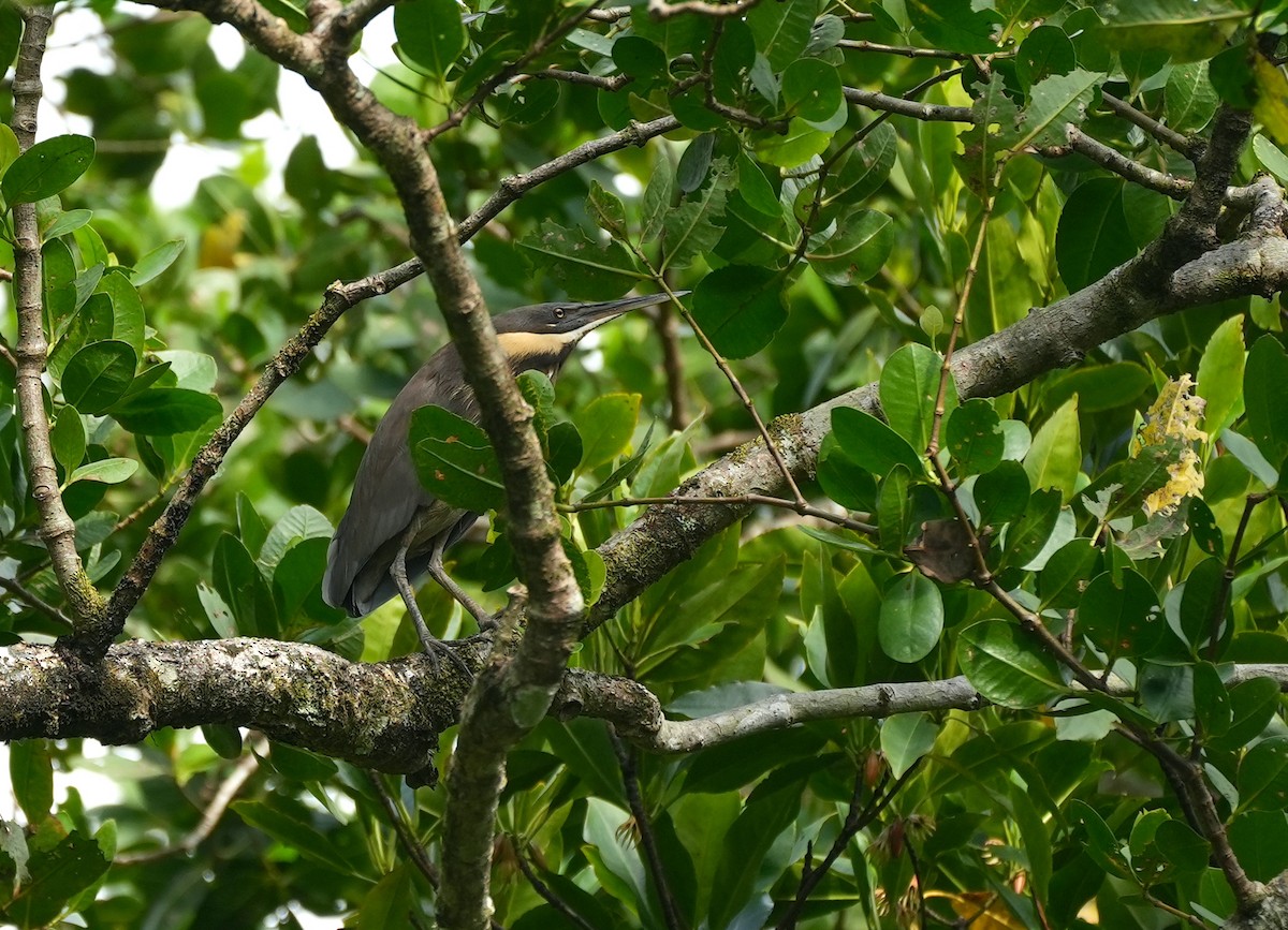 Black Bittern - ML644650284