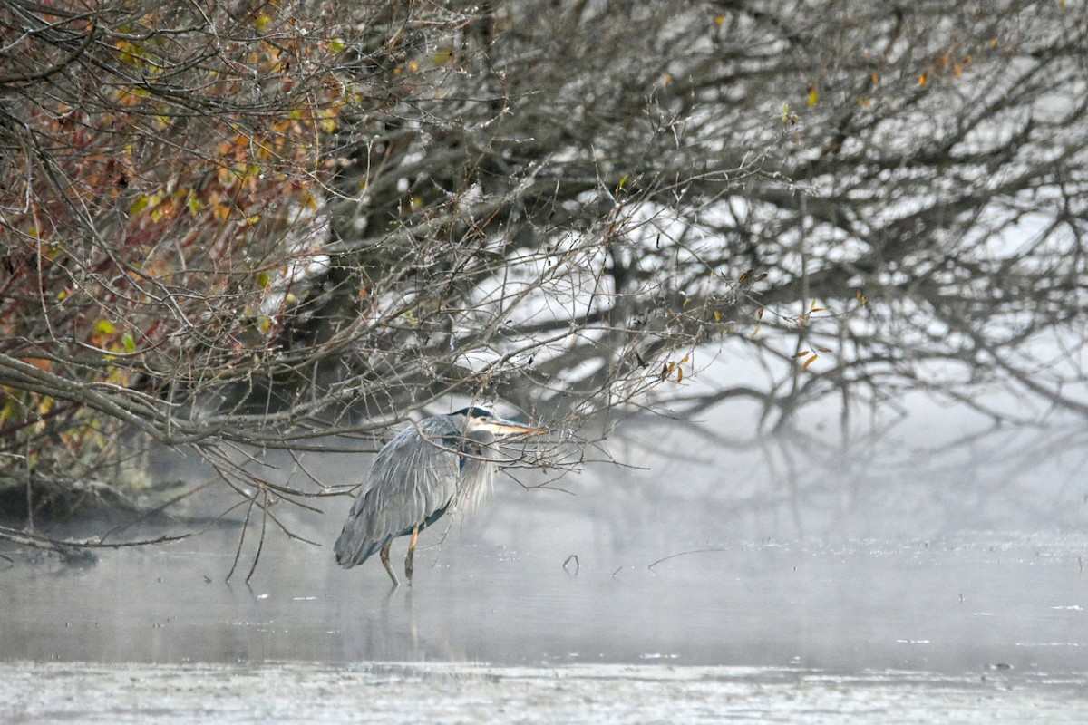 Great Blue Heron - ML644650285