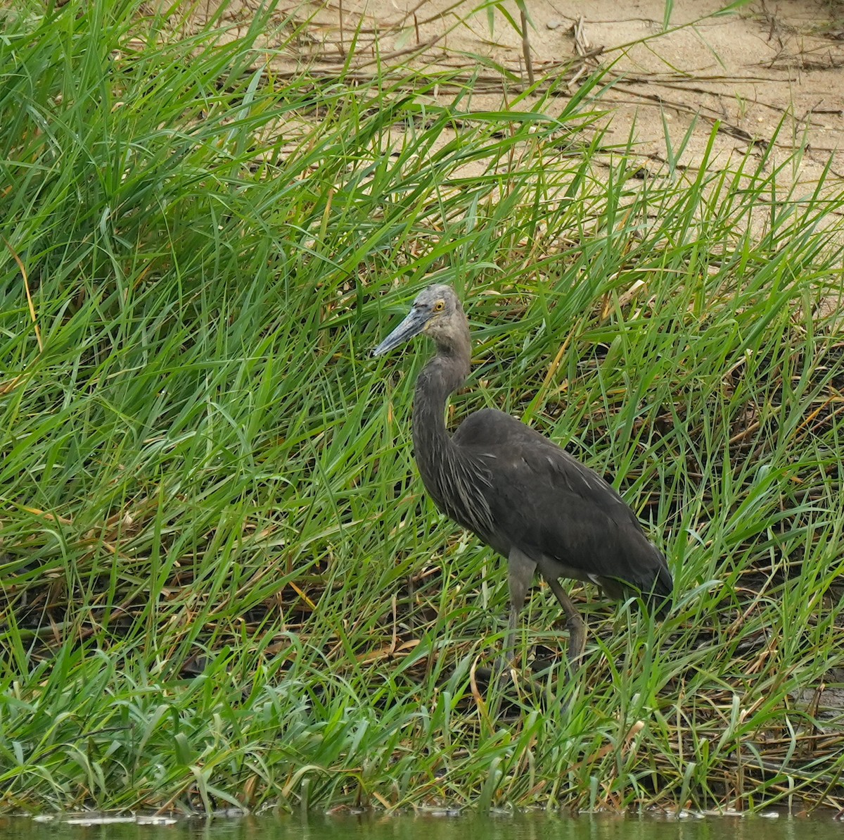 Great-billed Heron - ML644650289