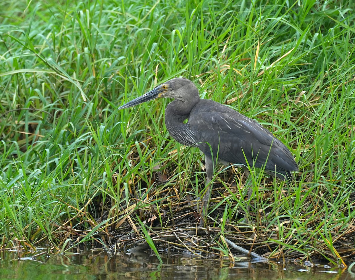 Great-billed Heron - ML644650290