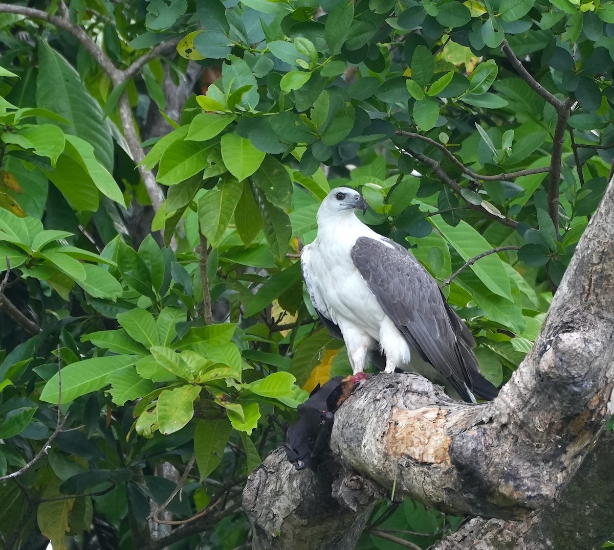 White-bellied Sea-Eagle - ML644650292