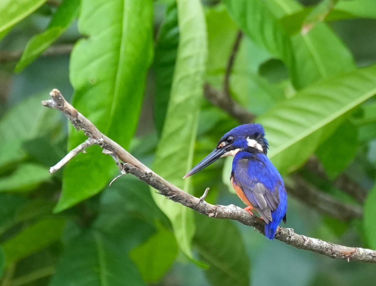 Azure Kingfisher - ML644650299