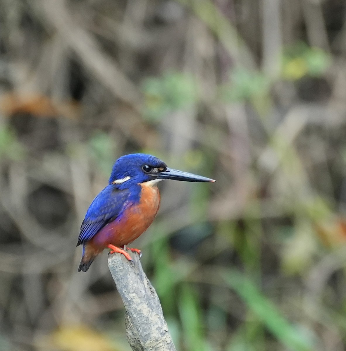 Azure Kingfisher - ML644650300