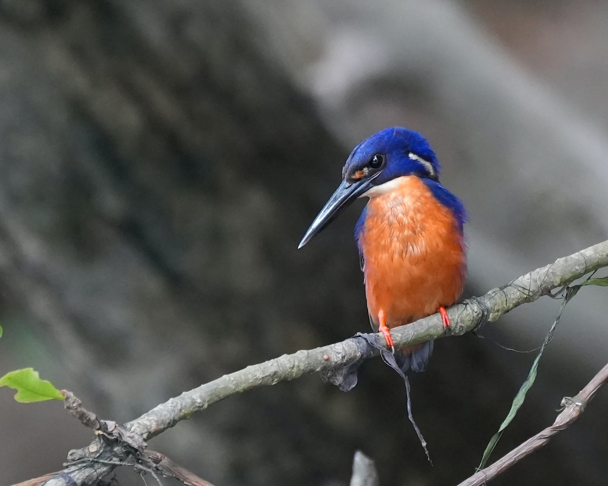 Azure Kingfisher - ML644650301