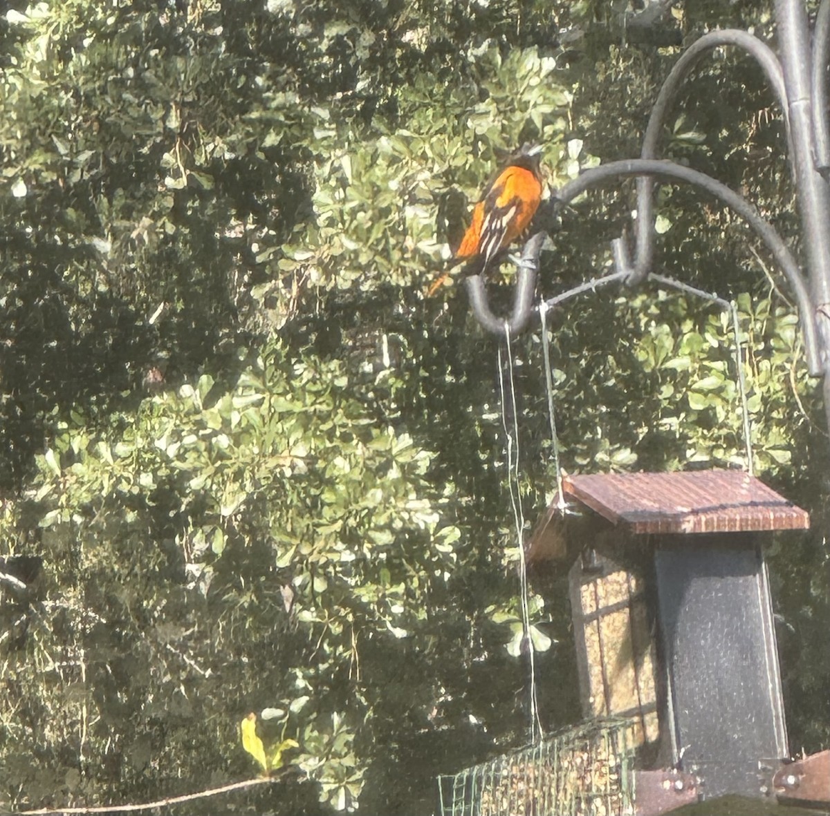 Baltimoretrupial - ML644650304