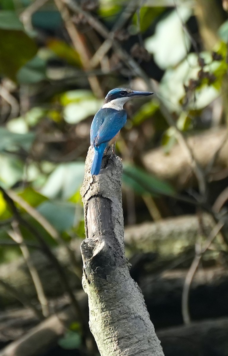 Sacred Kingfisher - ML644650305