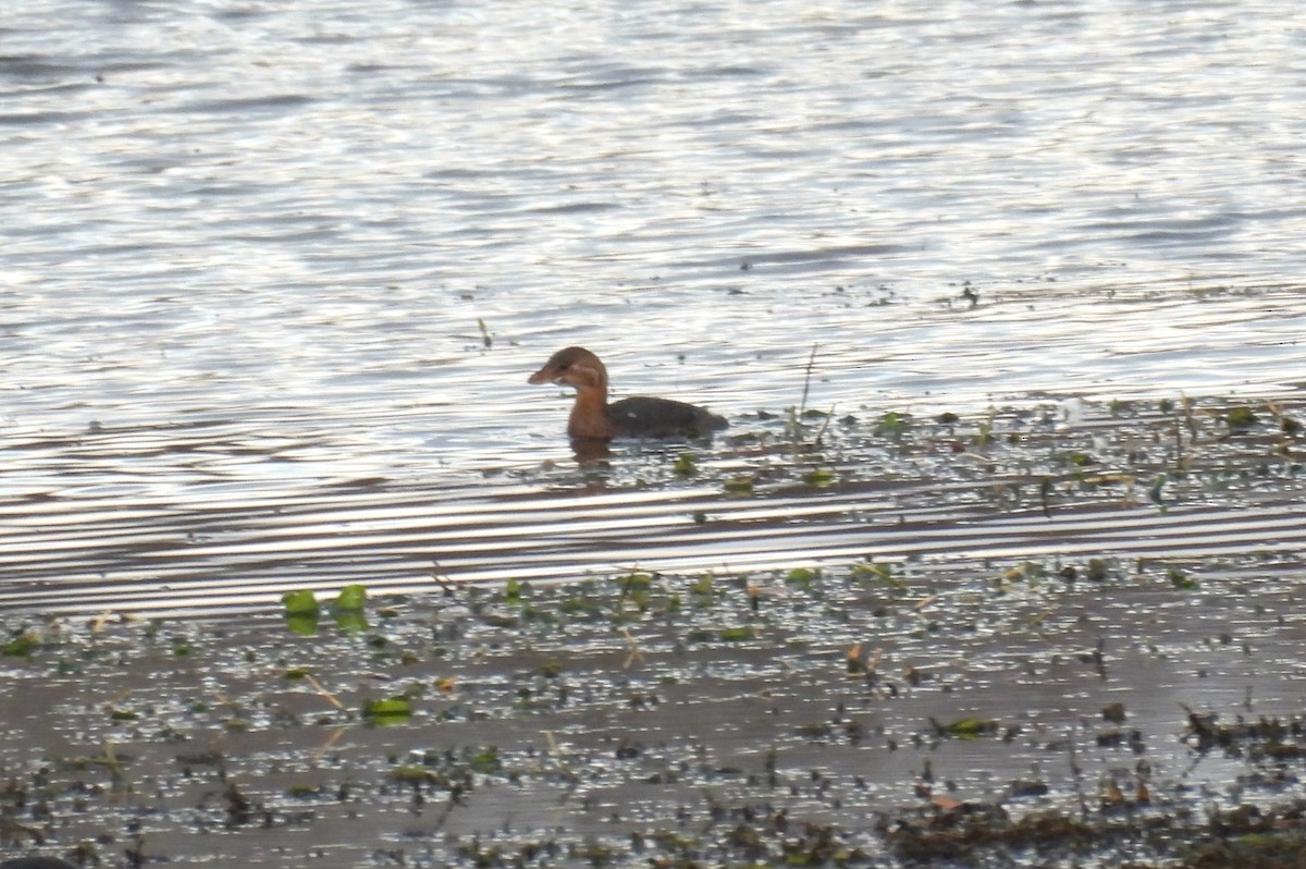 Grèbe à bec bigarré - ML644650306