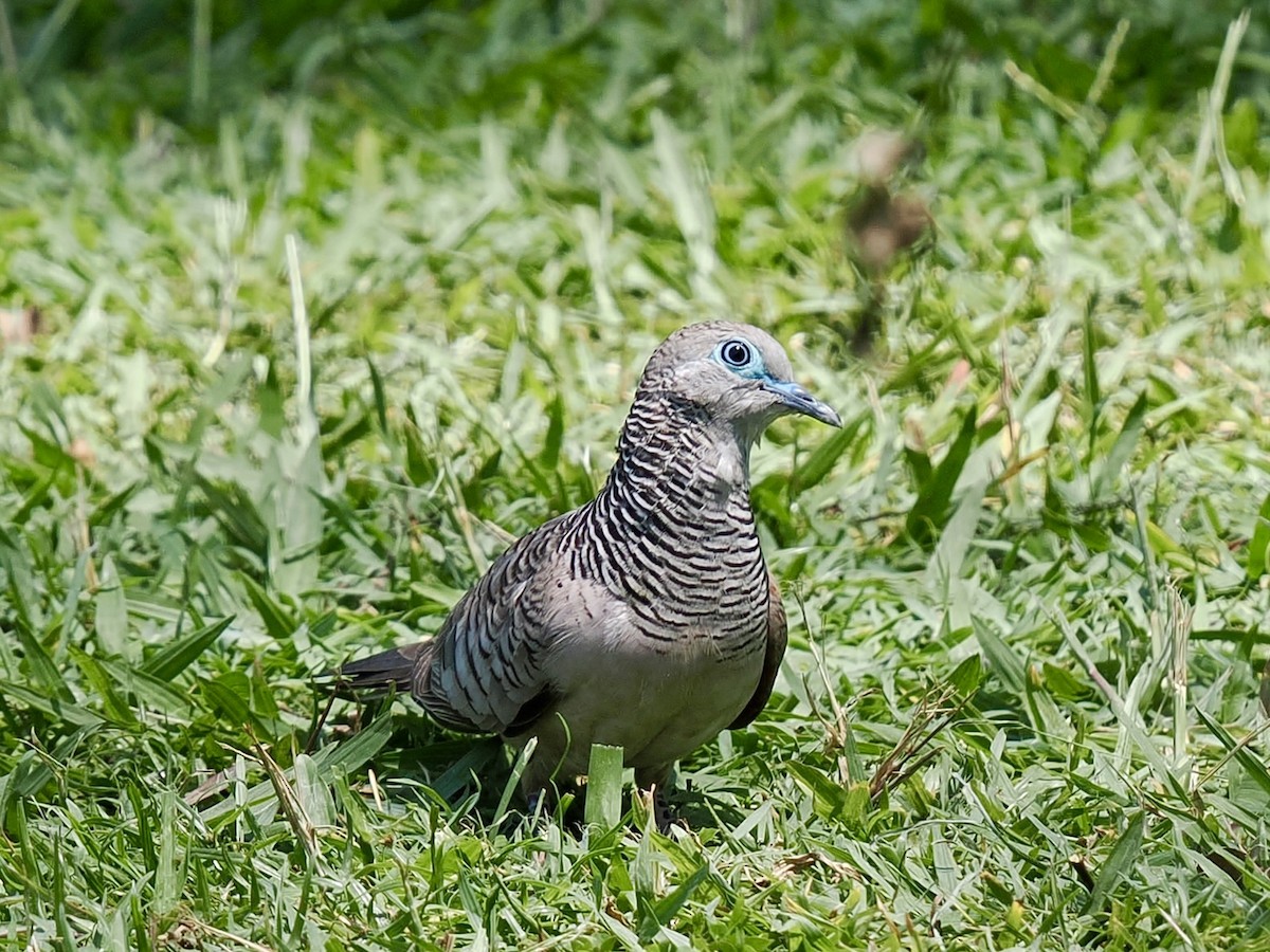 Peaceful Dove - ML644650309