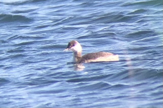 Horned Grebe - ML644650314