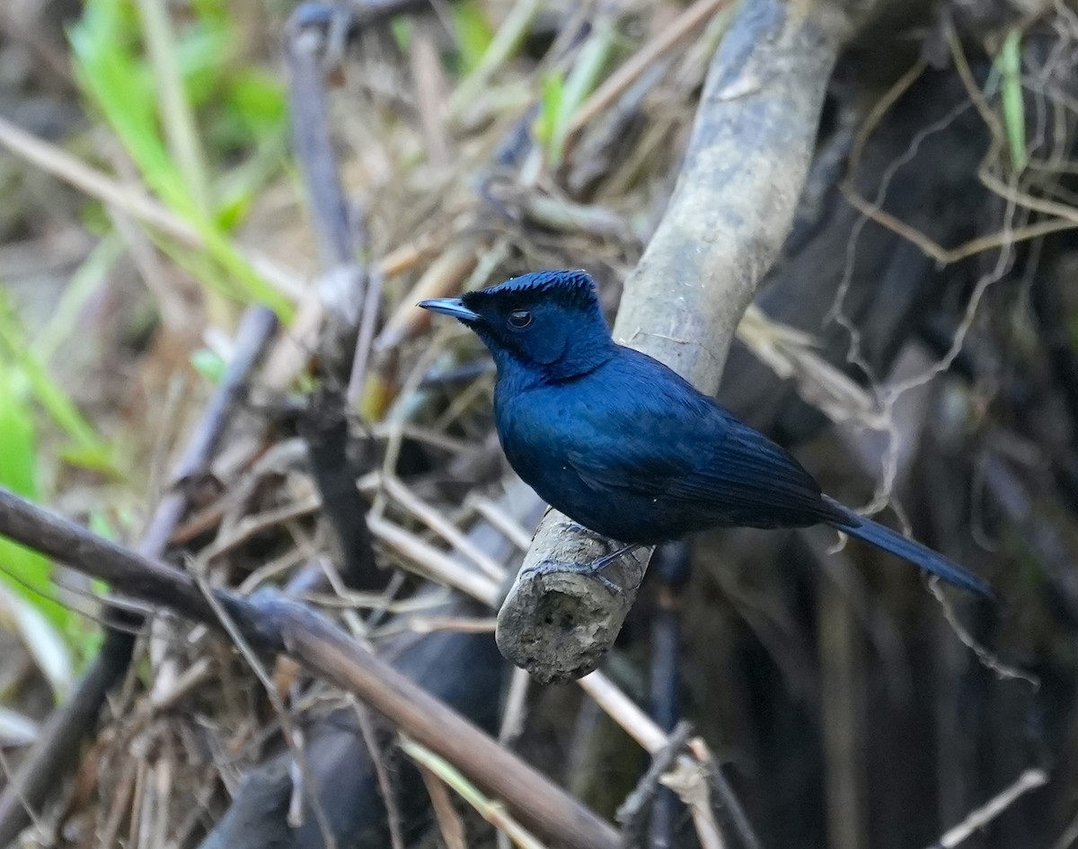 Shining Flycatcher - ML644650315