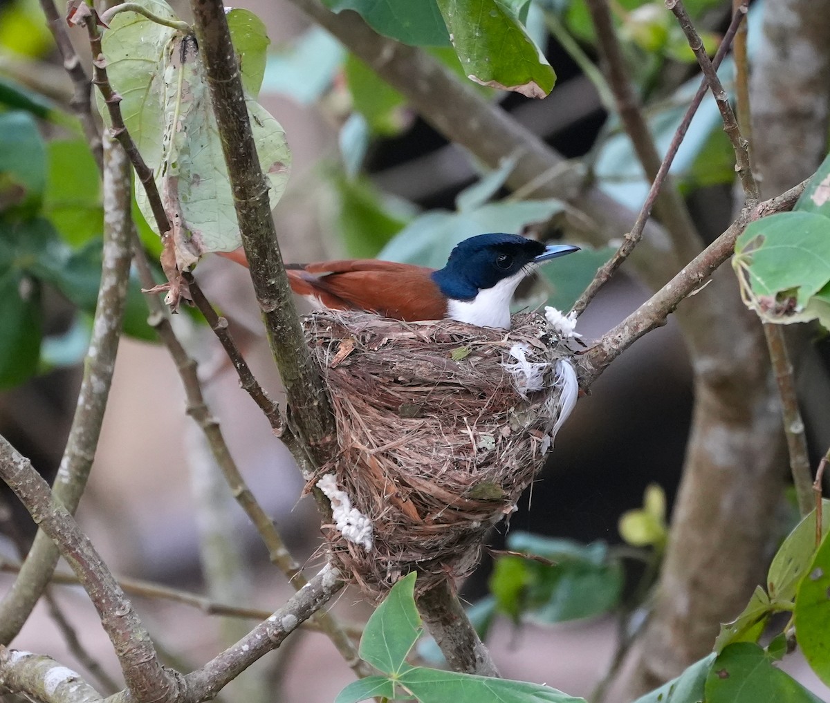 Shining Flycatcher - ML644650316