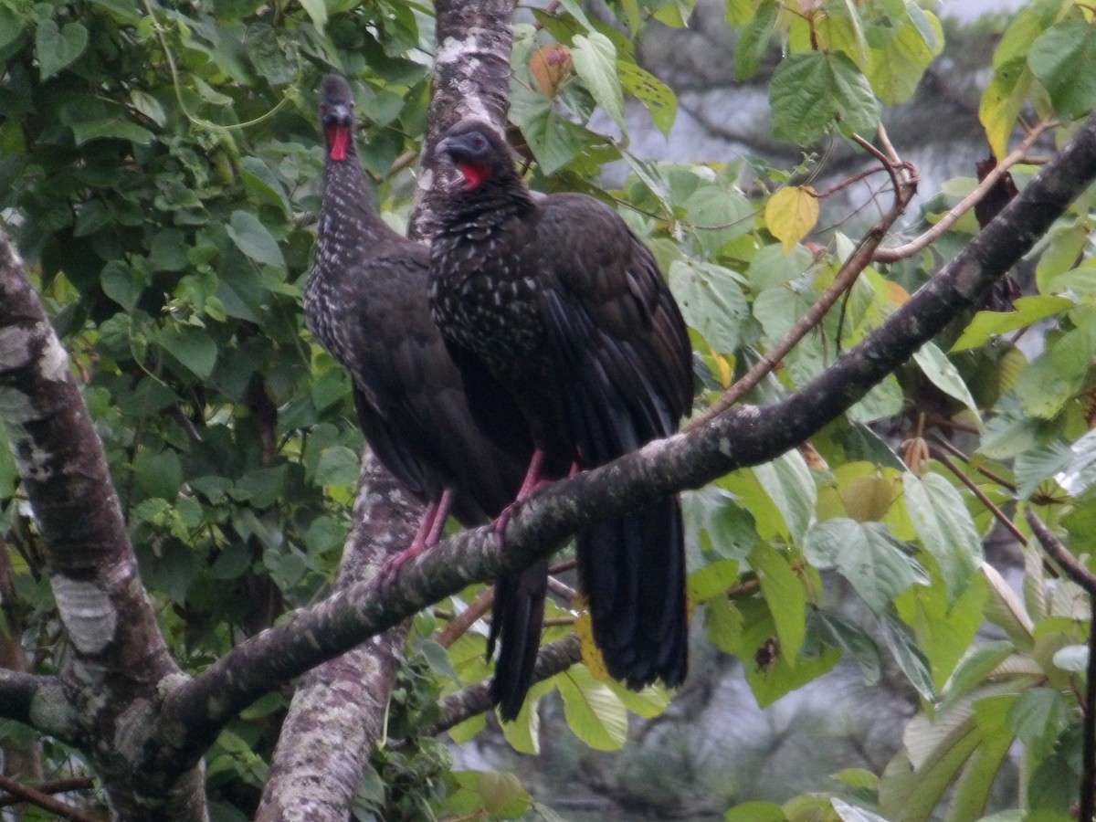 Crested Guan - ML644650318
