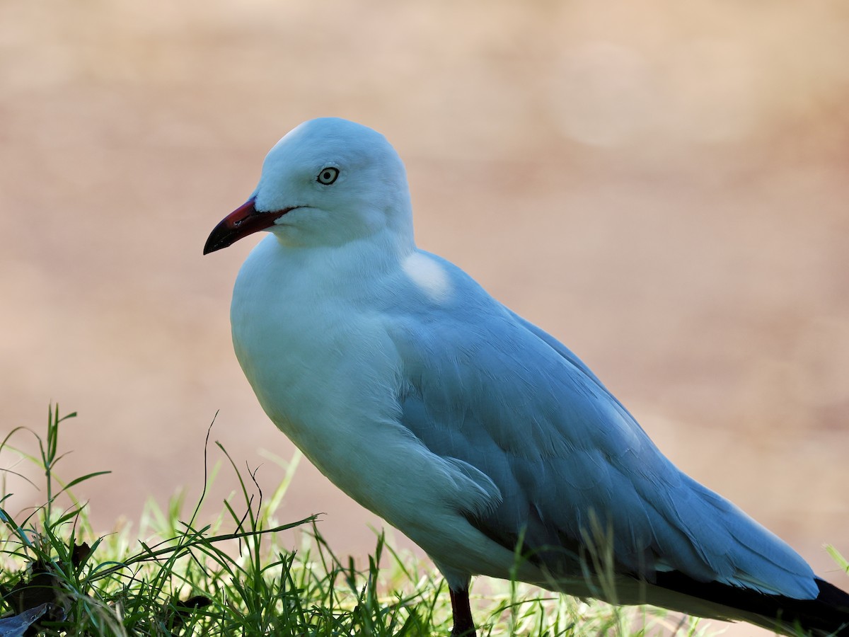 Silver Gull - ML644650320