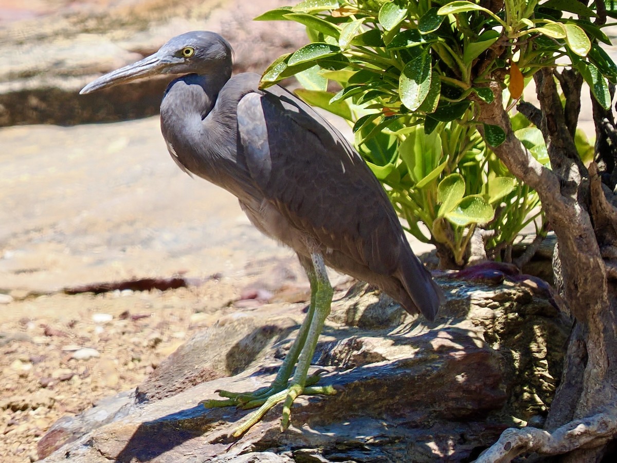 Pacific Reef-Heron - ML644650324
