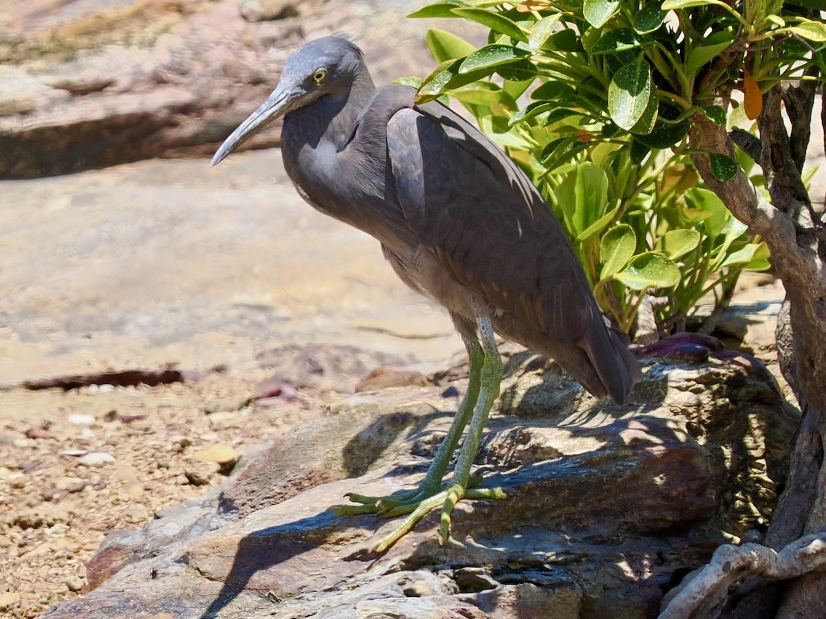 Pacific Reef-Heron - ML644650325