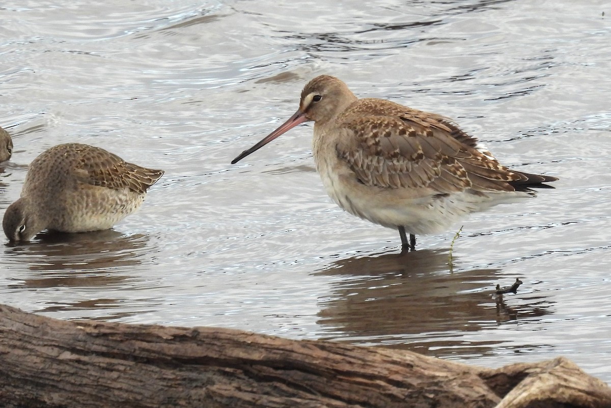 Barge hudsonienne - ML644650326