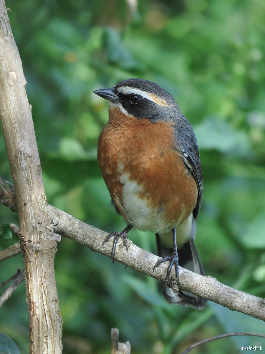 Black-and-rufous Warbling Finch - ML644650327