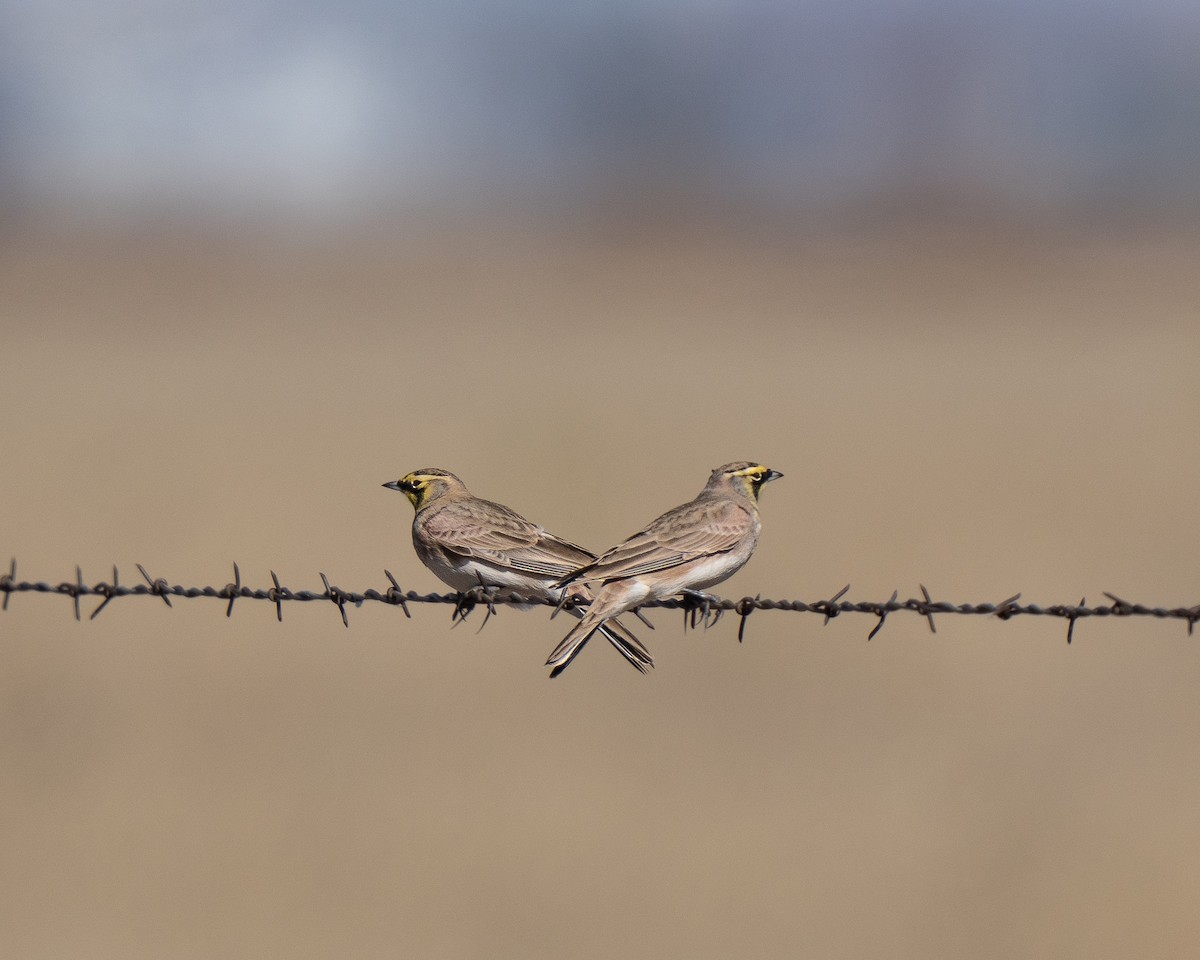 Horned Lark - ML644650330
