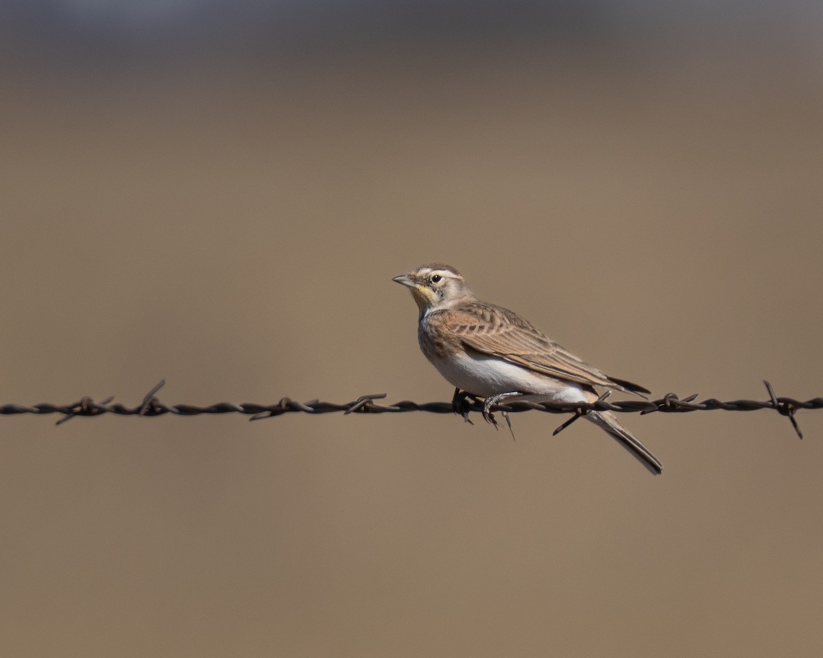 Horned Lark - ML644650331