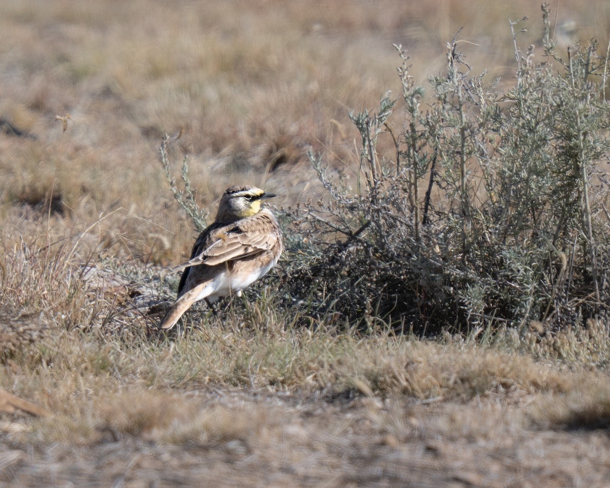 Horned Lark - ML644650332