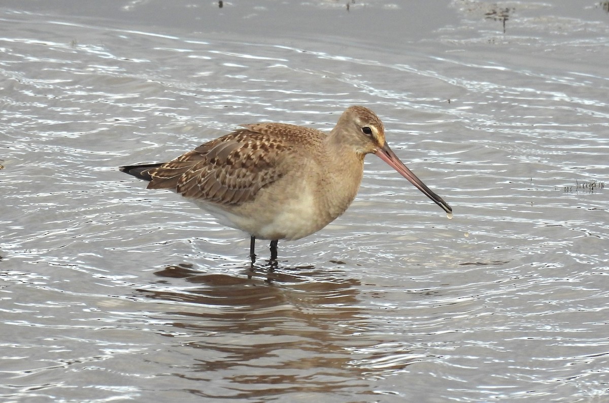 Barge hudsonienne - ML644650333