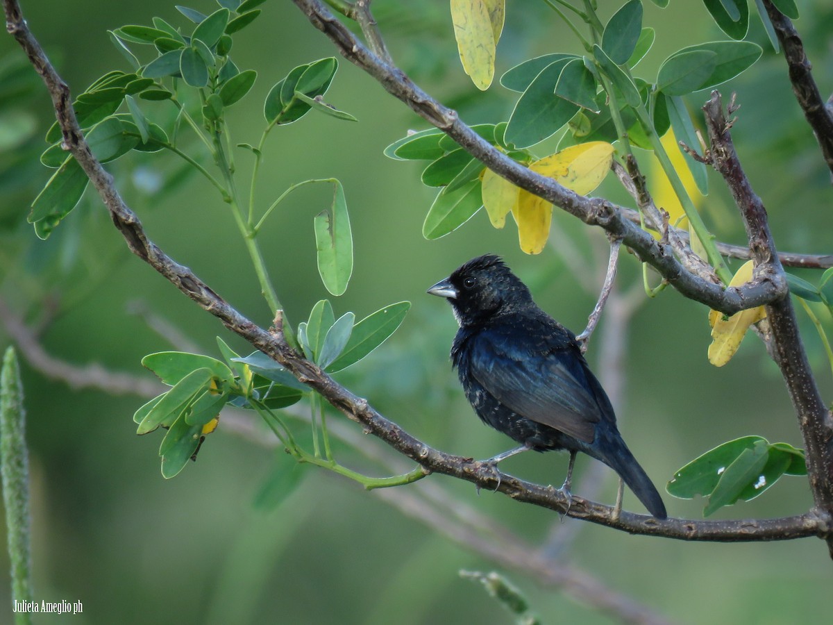 Blue-black Grassquit - ML644650335