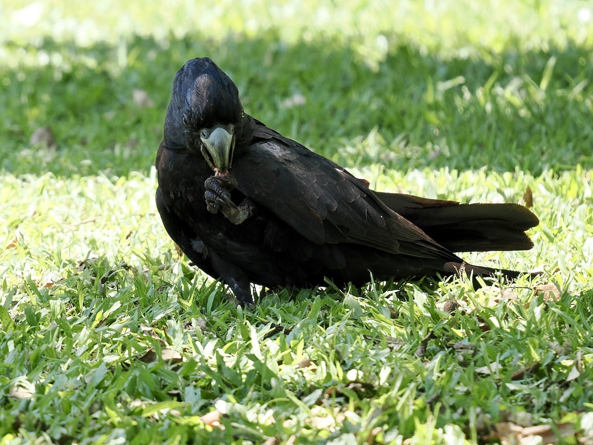 Red-tailed Black-Cockatoo - ML644650336