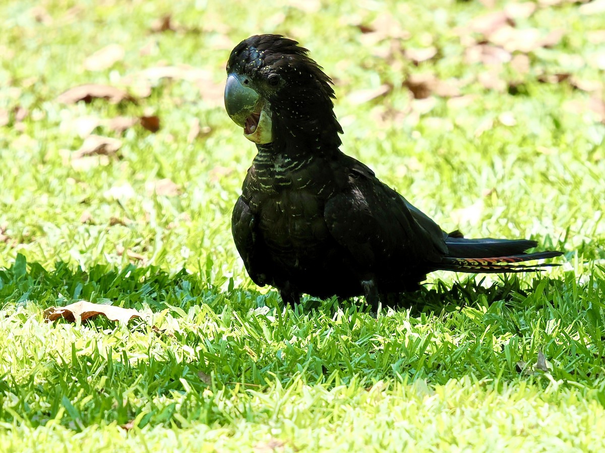 Red-tailed Black-Cockatoo - ML644650337