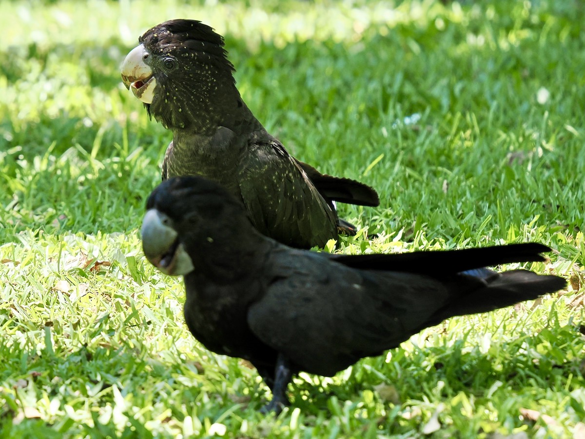 Red-tailed Black-Cockatoo - ML644650338
