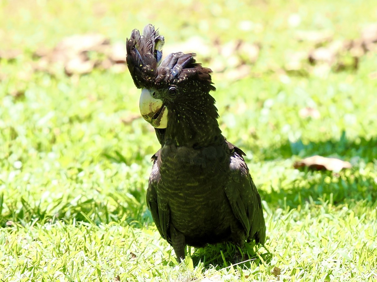 Red-tailed Black-Cockatoo - ML644650339