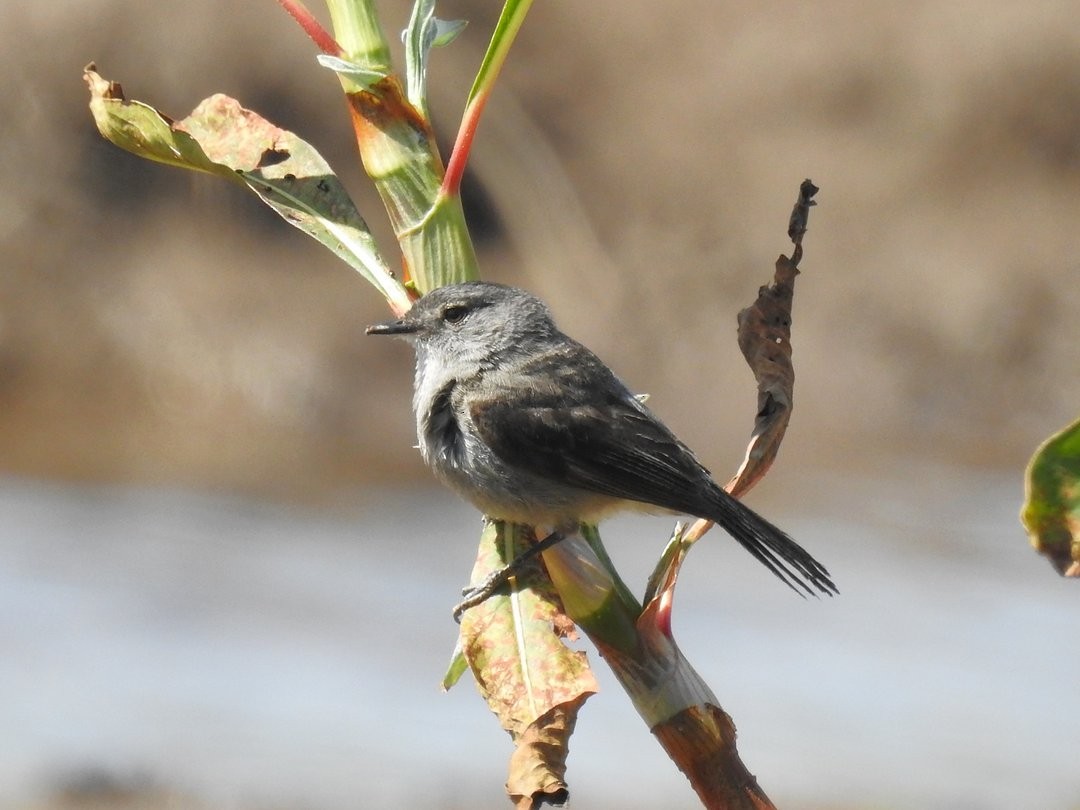Tyranneau noirâtre - ML644650344